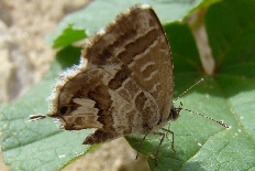 Nothus phoebe - Pelargonien-Wanderbläuling (Pelargonien-Bläuling)